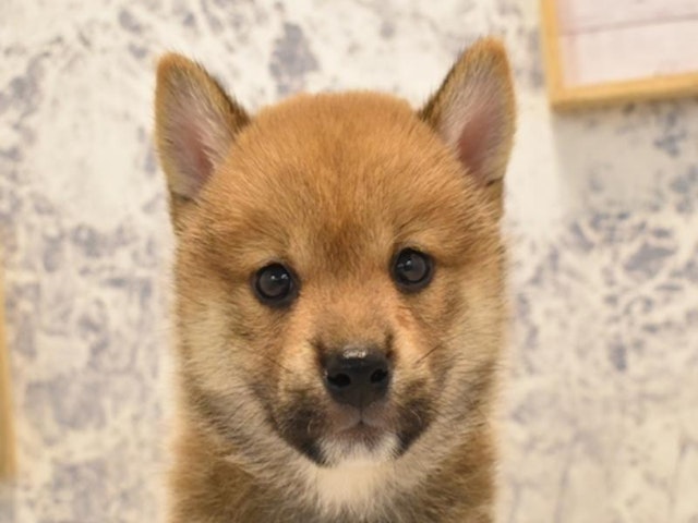 東京都の柴犬(標準サイズ) (ペッツワン昭島店/2024年7月22日生まれ/男の子/赤)の子犬